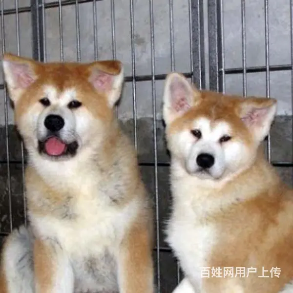 长春卖秋田犬的狗场，小秋田犬多少钱一只 - 图片 11
