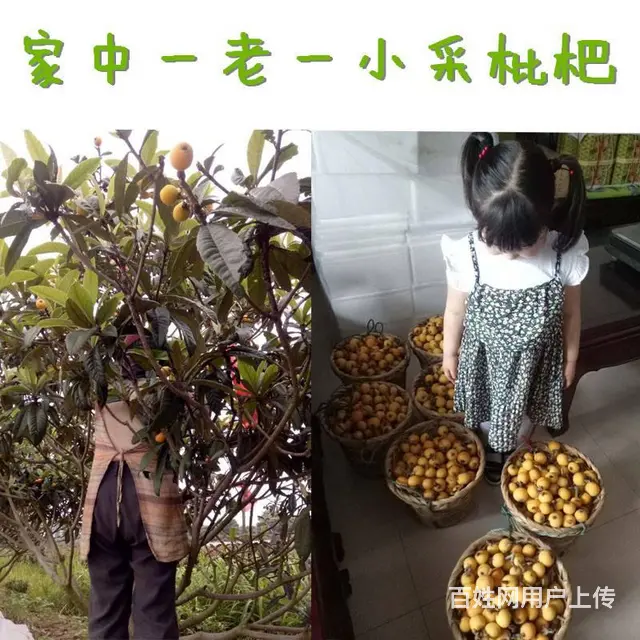 实惠小果.本地苏州东山白玉白沙枇杷新鲜采摘 - 图片 2