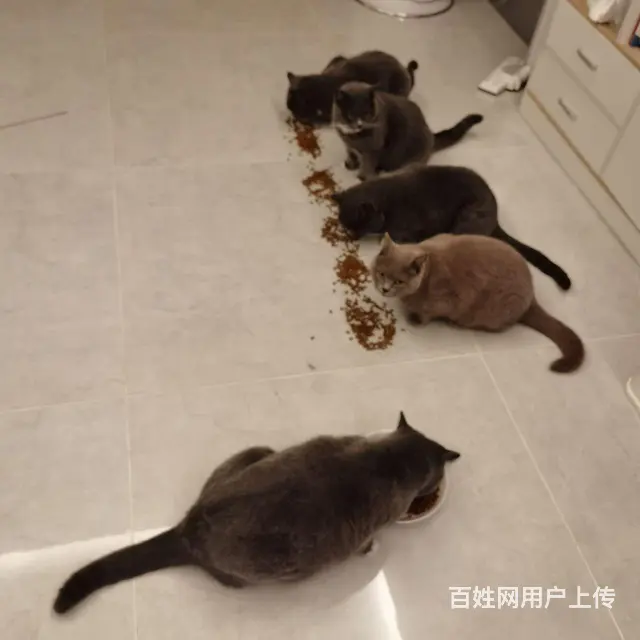 蓝猫免费领养 - 图片 1