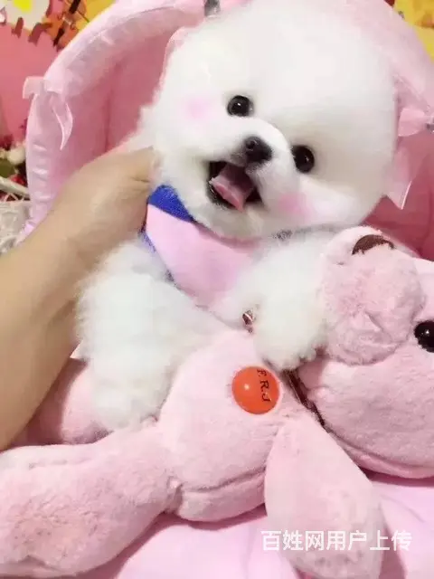 纯血统 博美幼犬 3月包退换 3年保品质 签订 - 图片 3