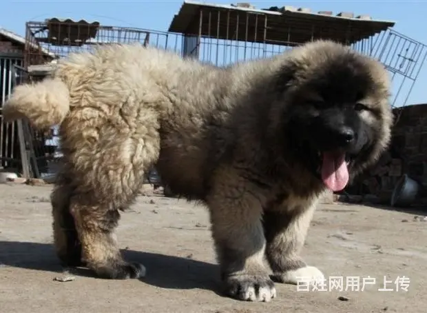 纯高加索犬 ，顶级护卫 高大凶猛的高加索幼犬待售中 - 图片 2