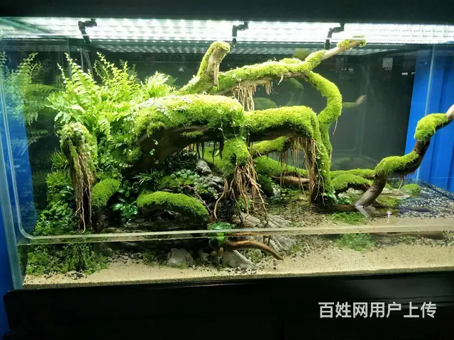 专业清理公司，家庭，大型鱼缸。各类观赏鱼 - 图片 8