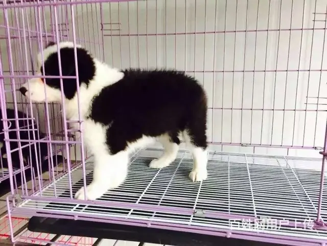 辽阳卖边牧的犬舍，犬舍边牧一般价位 - 图片 12