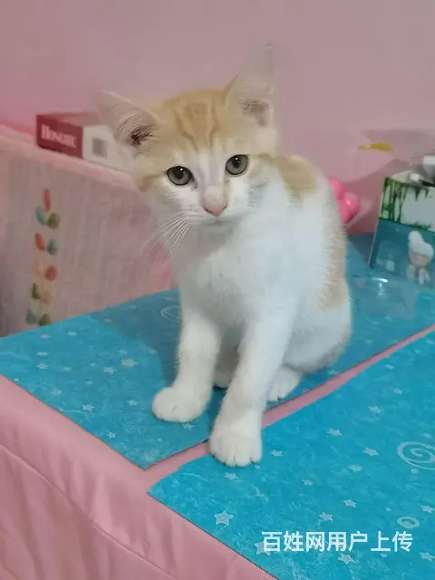 自家猫咪免费送 - 图片 3