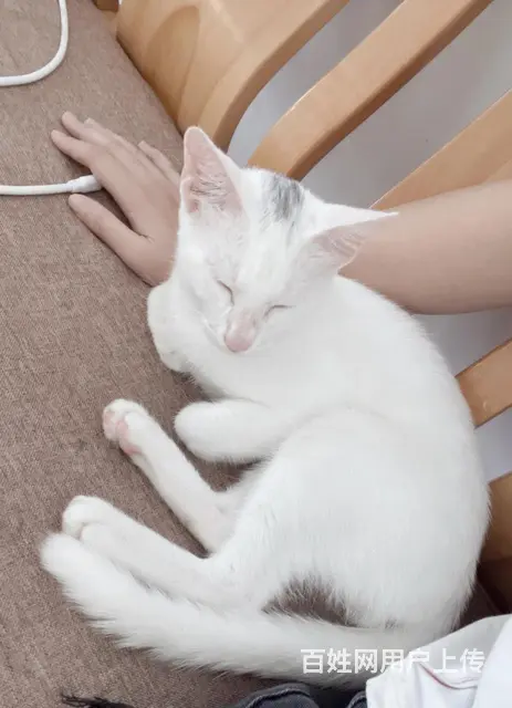 南沙猫咪赠送，孩子过敏 - 图片 3