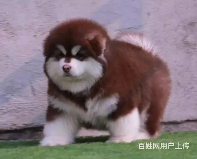 巨型阿拉斯加 购犬签订售后协议 保健康 - 图片 4