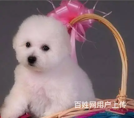 纯种比熊犬，赛级比熊犬，比熊价格专业繁育比熊基地 - 图片 8