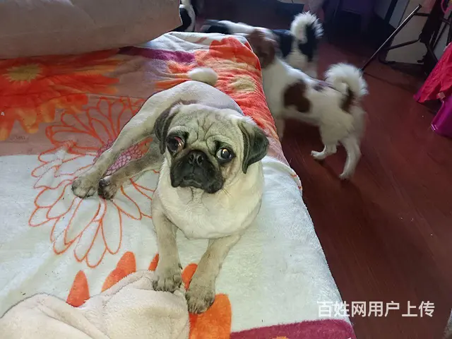 有多种狗便宜出卖！！！！ - 图片 5