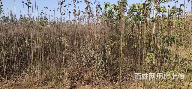 出售桃树梨树苹果树花椒树大叶女贞国槐果树苗绿化树苗 - 图片 1