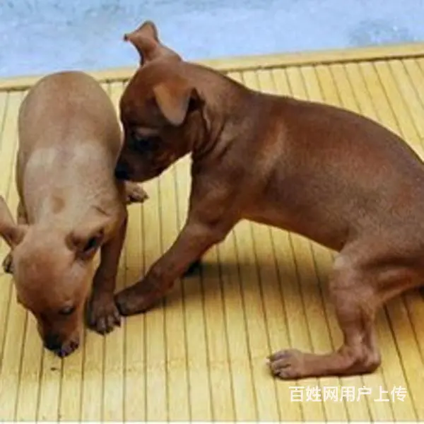 宿迁本地到哪可以买小鹿犬 咨询小鹿犬市场价格 - 图片 5