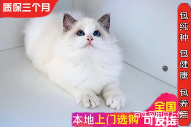 繁育精品双色布偶猫 品相好 甜美可爱 疫苗齐全包健康 - 图片 6