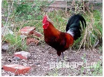 烟台跑山鸡苗 烟台九斤红鸡苗 烟台红玉鸡苗 - 图片 3