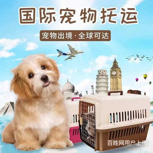 南充仪陇宠物托运 （猫狗活体运输）宠物快递至全国 - 图片 3