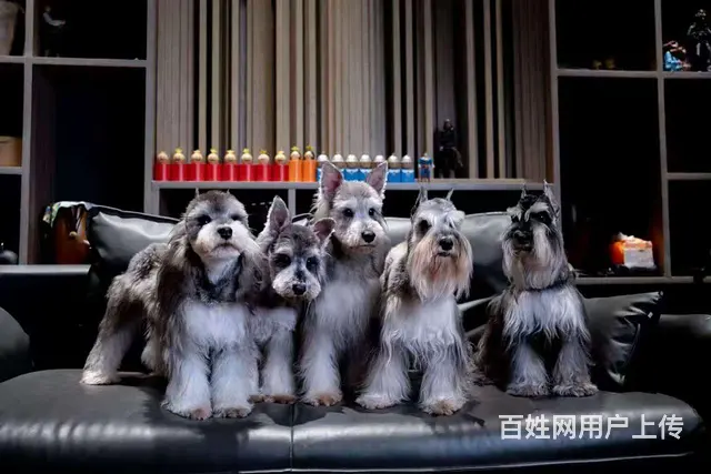 雪纳瑞借配 - 图片 5