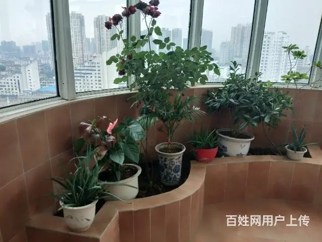发展大厦四室两厅两卫166平高层豪装电梯房67万元转让 - 图片 12