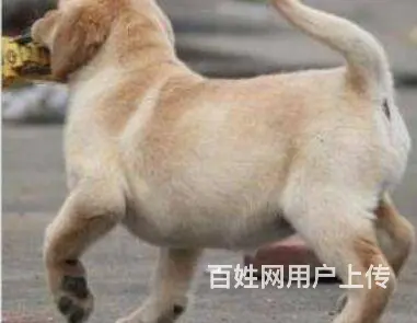 承德拉布拉多怎么卖 家养拉布拉多 保健康 - 图片 7