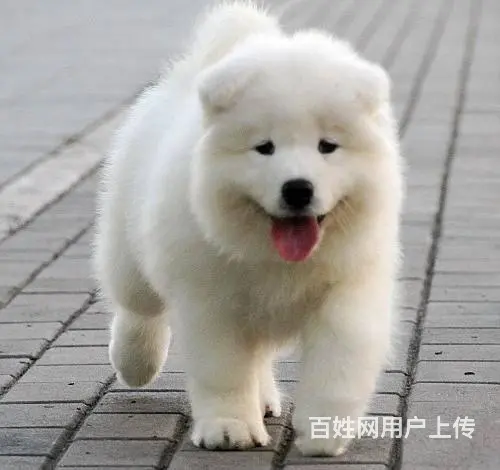 澳版精品萨摩耶犬 血统纯正 健康 质保 终身服务 - 图片 1