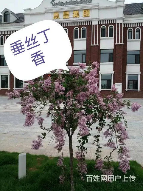新品种垂丝丁香，欧丁，草坪绿化苗木修剪 - 图片 8