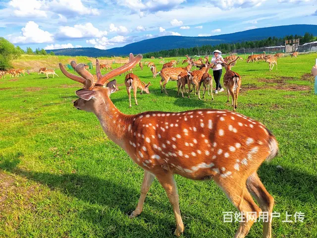 呼伦贝尔带司机租车旅游包车师傅排名靠谱的向导 - 图片 7