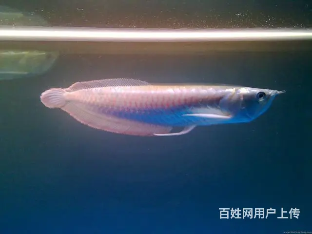专业鱼缸鱼池清洗 造景 设计 - 图片 7
