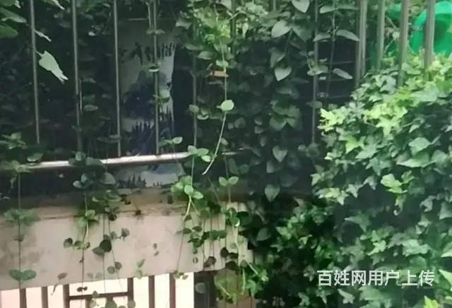 厂房之家）厂房出租 有平层 大棚 二层是楼房 水电齐全 - 图片