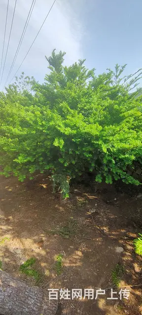 出售各种果树苗 - 图片 12