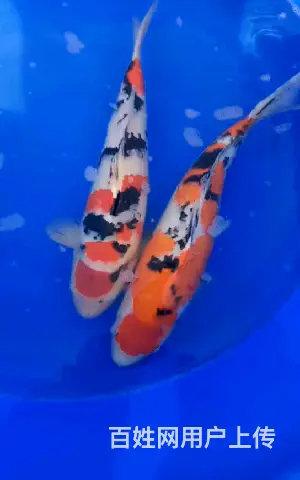 苏州锦鲤批发厂家电话，祥瑞锦鲤养殖 - 图片 2