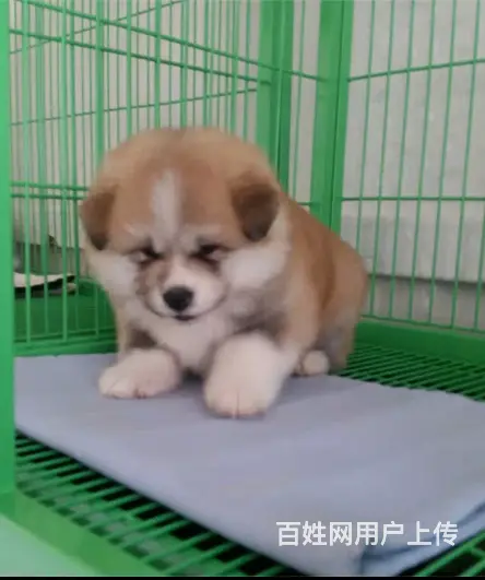 三沙【*推荐】秋田犬舍‖秋田养殖场 - 图片 6