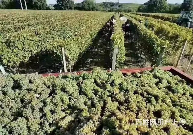 办理出国劳务工作签证申请申请 欢迎咨询 - 图片 2