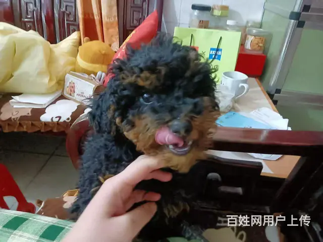 两只小狗寻找爱狗人士收养 - 图片 5