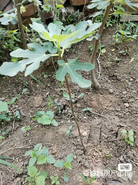 无花果树 - 图片 5