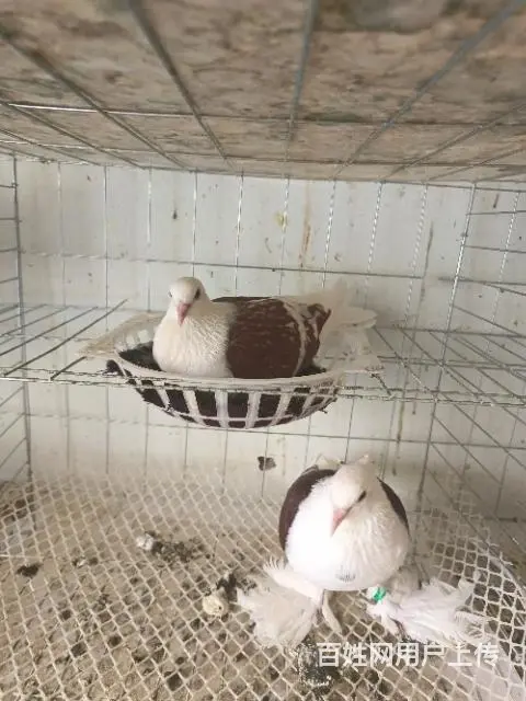紧急需要钱 要处理一起鸽子 - 图片 2