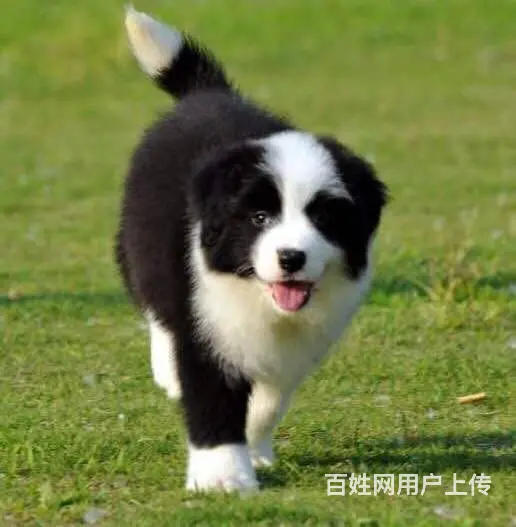 边境牧羊犬 黑白色边牧价格 纯种边牧出售 - 图片 1