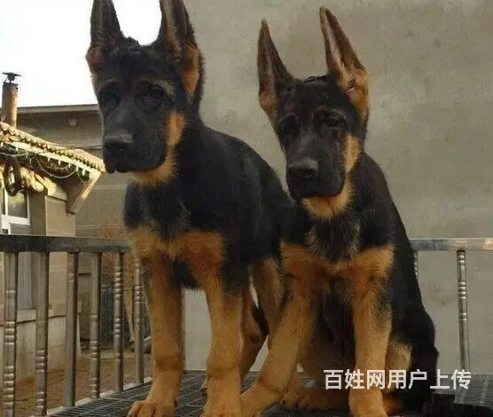 纯种德牧犬业出售 纯种德牧价格 赛级德牧幼犬出 - 图片 3