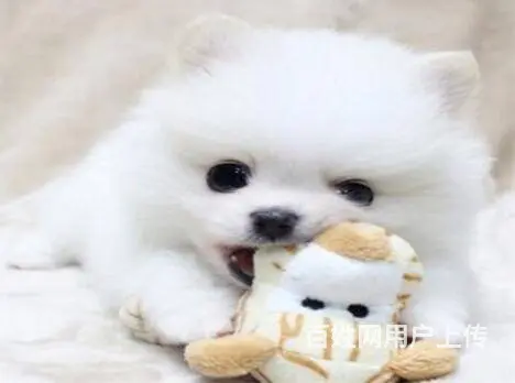 宜春出售家养博美 保纯种健康 茶杯犬博美 疫苗齐全 - 图片 7