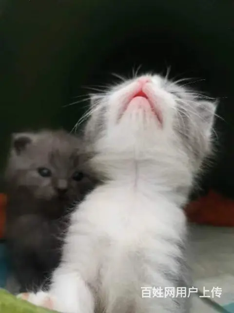 自家养蓝猫蓝白 - 图片 6