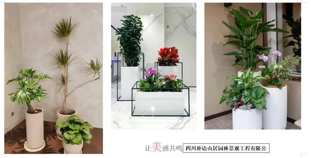 成都绿化养护 种植 专业园林公司 设计施工一体 - 图片 7
