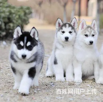 纯种哈士奇 黑白色哈士奇 可爱聪明的哈士奇幼犬 - 图片 2