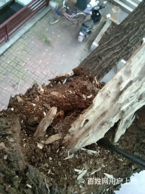 邵阳灭鼠，灭白蚁，灭蟑螂，灭老鼠杀虫 - 图片 6