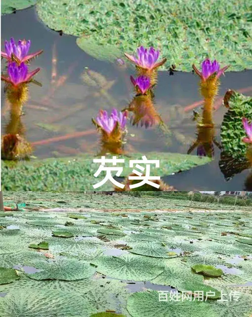 鞍山大量供：荷花，睡莲，水葫芦，芡实，泽泻，花蔺等 - 图片 1