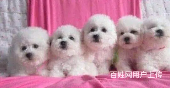 比熊多少钱一只 纯种比熊犬 卷毛比熊犬 比熊犬 - 图片 7