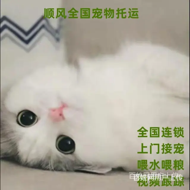常州市宠物托运（猫狗）2022邮寄快递（宠物活体运输)今日推 - 图片 2