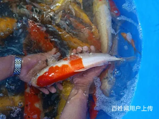 苏州永乐锦鲤养殖场常年批发零售锦鲤鱼量大从优 - 图片 1