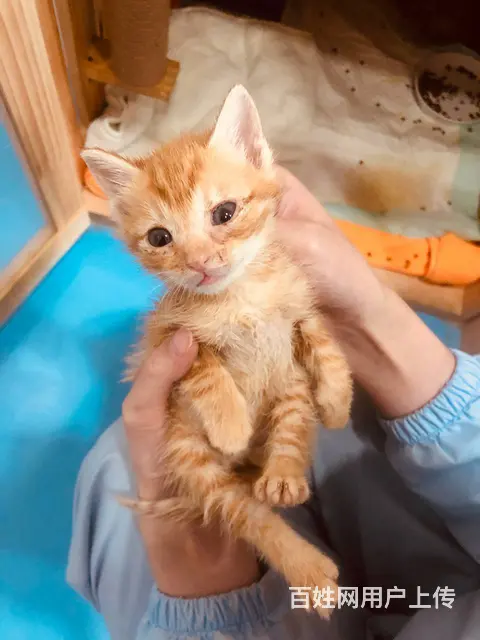 田园小奶猫找（苏州同城）领养 - 图片 1
