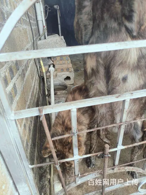 请联系我的话一定要说在百姓网见到的 - 图片 9
