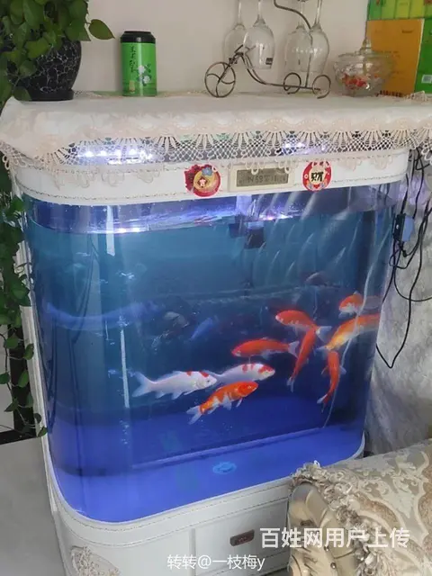 水族箱——欧式大型鱼缸 - 图片 6