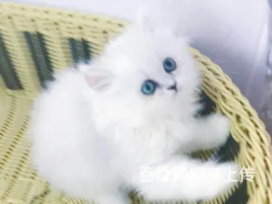 湖州本地靠谱猫舍有没有金吉拉猫？金吉拉多少钱？ - 图片 1