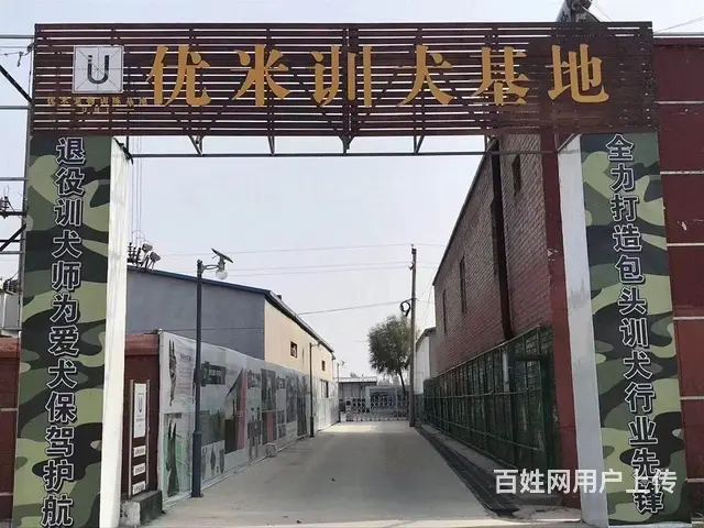 专业宠物训练 行为纠正 护卫犬 影视犬 工作犬训练 - 图片 1
