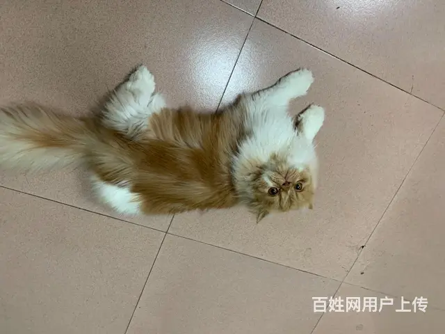 【搞定了！】3岁长毛加菲免费领养 - 图片 3