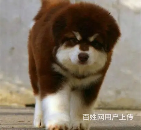 阿拉斯加犬舍 巨型阿拉斯加犬 包健康签协议免邮费 - 图片 8